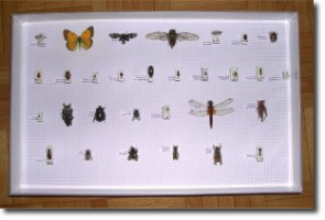 Consulenze entomologiche: identificazione di insetti, reperti entomologici, materiale didattico riguardante insetti e pest control